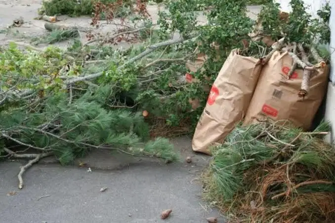 Can Yard Waste and Outdoor Debris Be Removed?